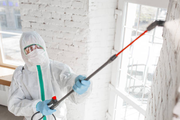 Pelican Rapids, MN Mold Removal Company