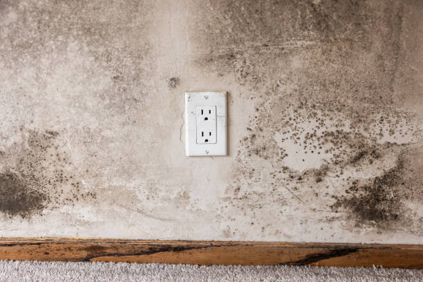 Best Biohazard Mold Removal  in Pelican Rapids, MN