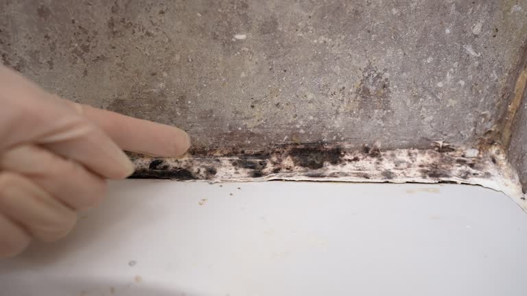 Mold Remediation for Rental Properties in Pelican Rapids, MN